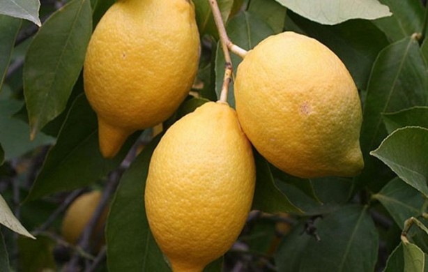 Foto - Limonun çürümesini önleyecek sır! Limon: Söküp atan karışım! Adana’da da böyle yapıyorlar