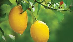 Foto - Limonun çürümesini önleyecek sır! Limon: Söküp atan karışım! Adana’da da böyle yapıyorlar