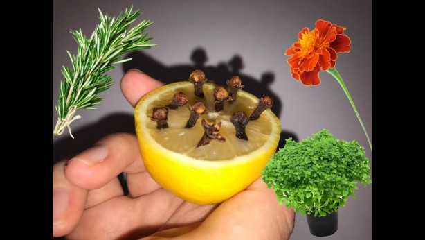 Foto - Limonun üzerine karanfilleri yerleştirin ve olacakları görün!