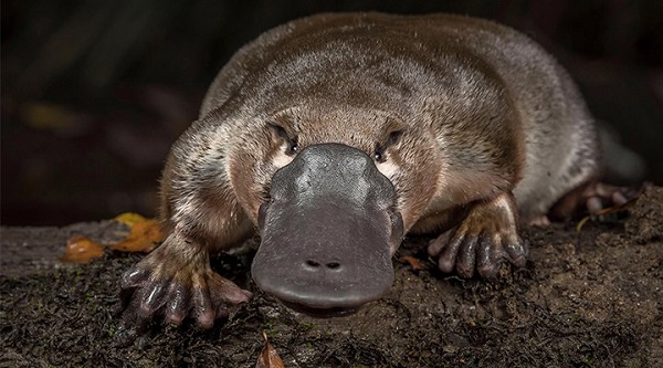 Foto - Liseli genç gözlerine inanamadı! Bakın Yeşilırmak kenarındaki gizemli canlı neymiş