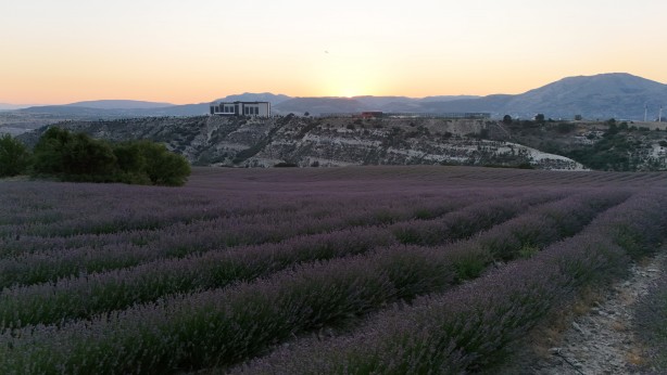 Litresi 750 TL'den satılan ve susuz yetişen lavanta hasadı başladı