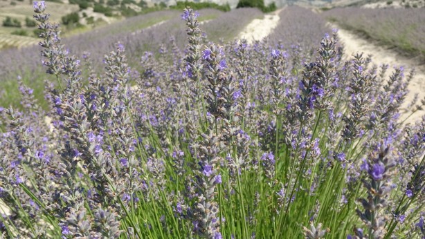 Foto - Litresi 750 TL'den satılan ve susuz yetişen lavanta hasadı başladı