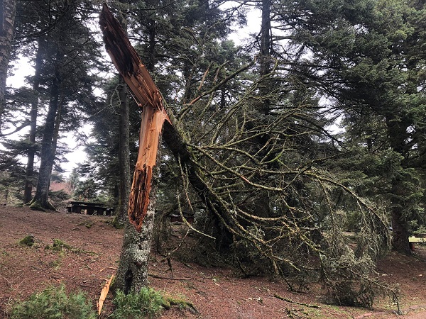 Lodos Gölcük Tabiat Parkı’nı yıktı geçti