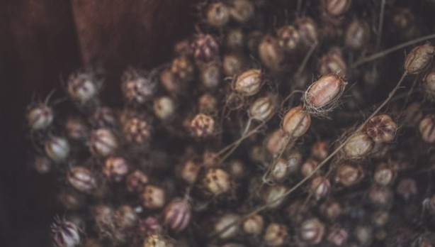 Lokman Hekim'in binbir derde şifa dediği o tohum! Kapış kapış gidiyor…