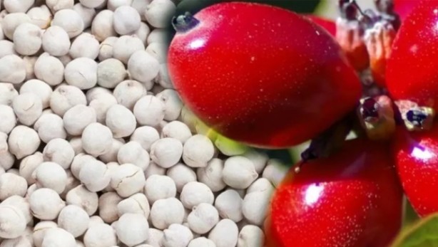 Lokman Hekim'in inanılmaz sırrı! Mide ağrılarını anında kesiyor