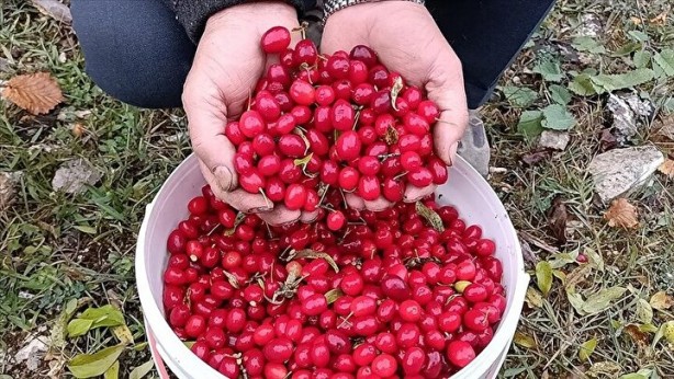 Foto - Lokman hekimin mucizevi tavsiyesi: Vücudu zırh gibi koruyor yiyen doktor yüzü görmüyor