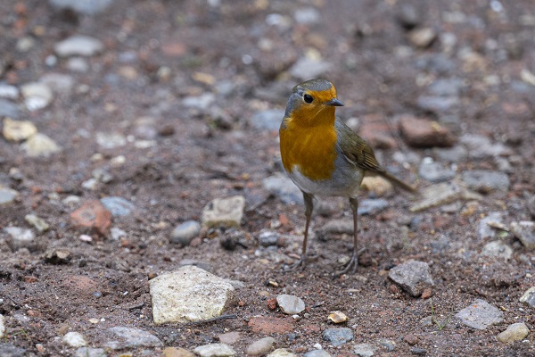 Foto - Londra'nın sevimli sakini "Kızılgerdan"