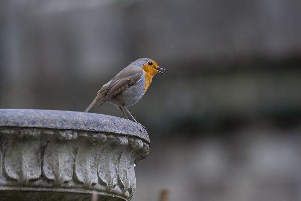 Foto - Londra'nın sevimli sakini "Kızılgerdan"