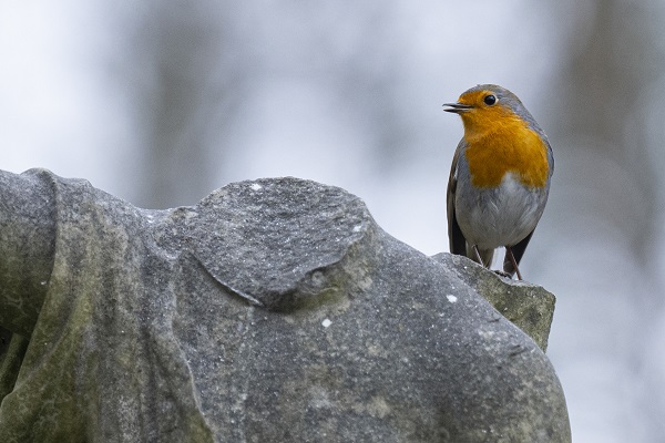 Londra'nın sevimli sakini "Kızılgerdan"