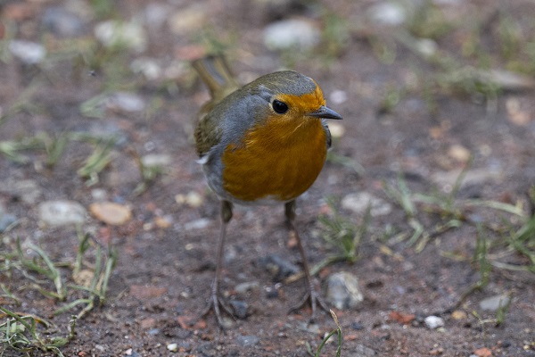 Foto - Londra'nın sevimli sakini "Kızılgerdan"