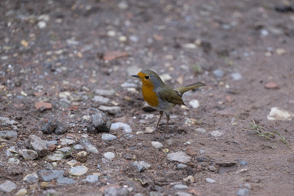 Foto - Londra'nın sevimli sakini "Kızılgerdan"