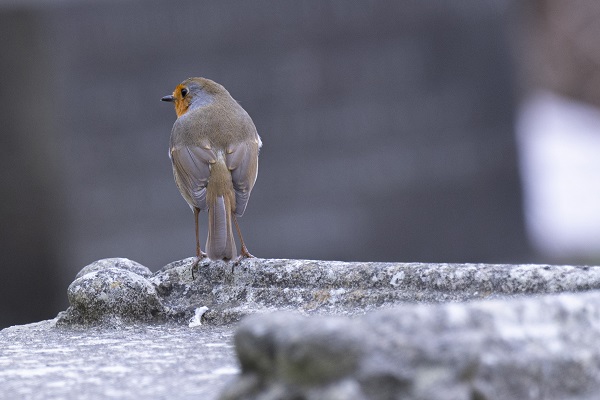 Foto - Londra'nın sevimli sakini "Kızılgerdan"