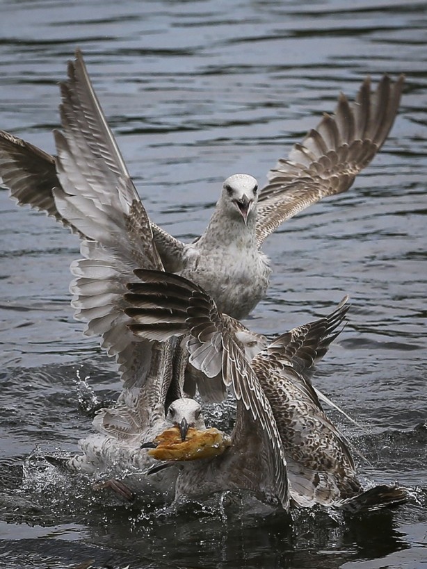 Foto - Londra’nın simgesi: Hyde Park