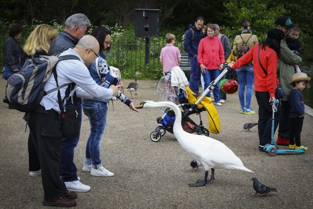 Foto - Londra’nın simgesi: Hyde Park