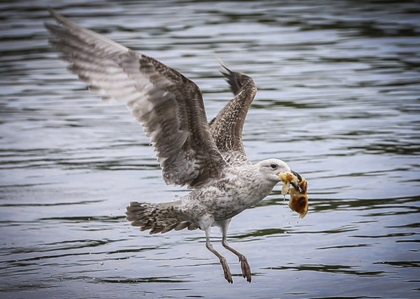 Foto - Londra’nın simgesi: Hyde Park