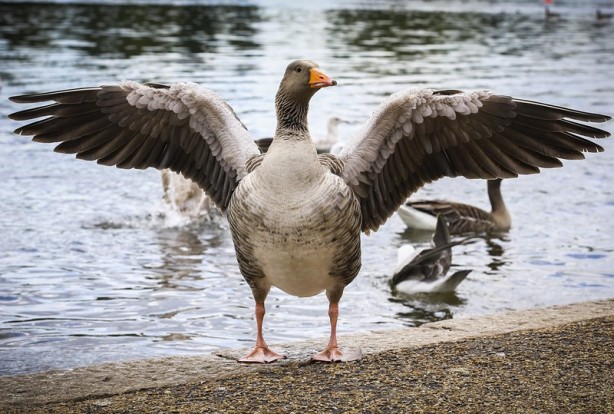 Foto - Londra’nın simgesi: Hyde Park