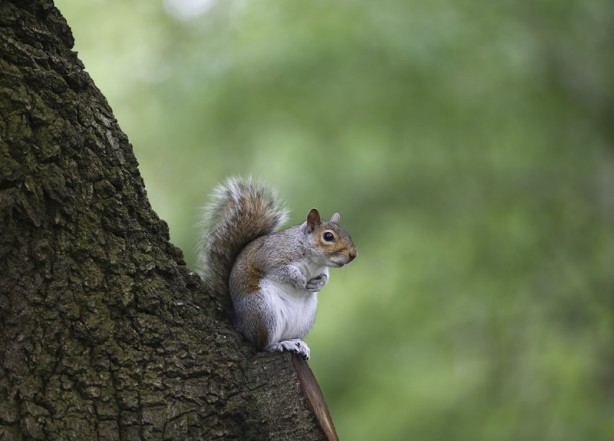 Foto - Londra’nın simgesi: Hyde Park