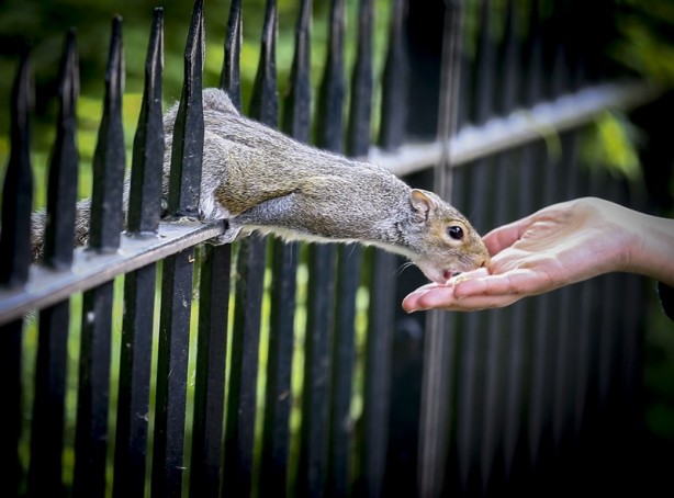Foto - Londra’nın simgesi: Hyde Park