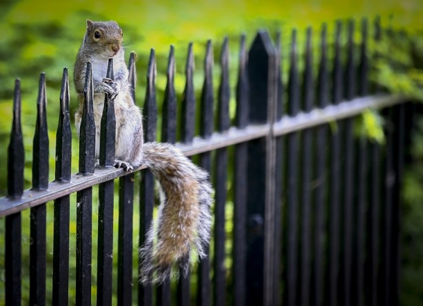 Foto - Londra’nın simgesi: Hyde Park