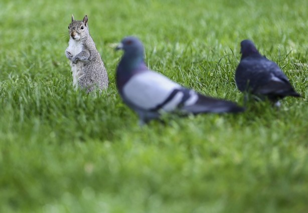 Foto - Londra’nın simgesi: Hyde Park