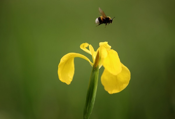Foto - Longoz Ormanları’nın süsü: Süsenler