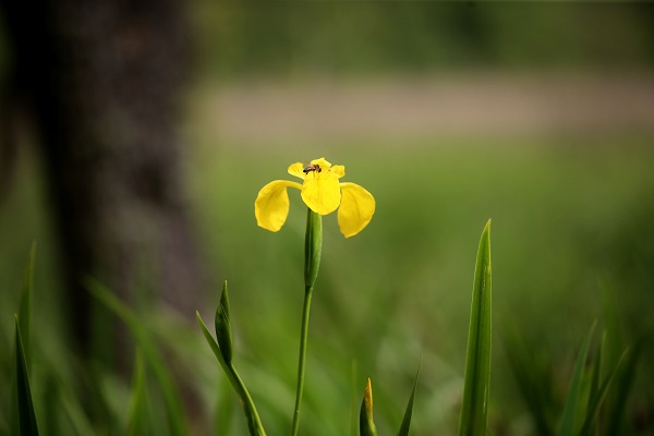 Foto - Longoz Ormanları’nın süsü: Süsenler