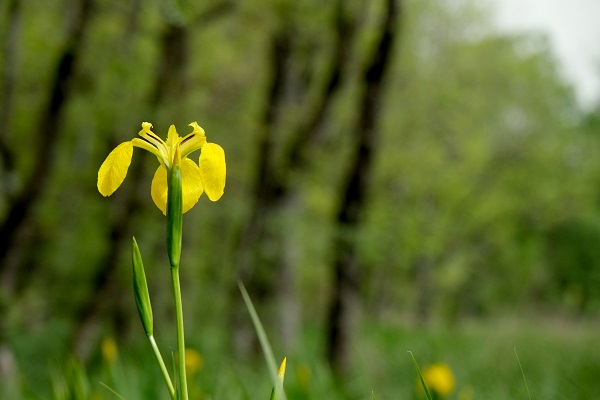 Foto - Longoz Ormanları’nın süsü: Süsenler