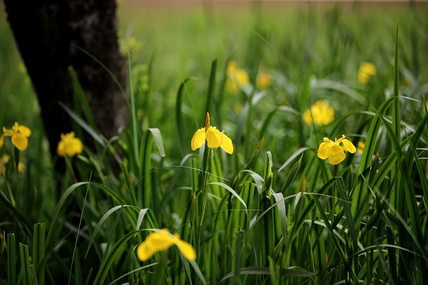 Foto - Longoz Ormanları’nın süsü: Süsenler
