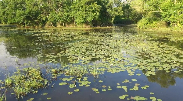 Foto - Longozda gün batımı bir başka güzel