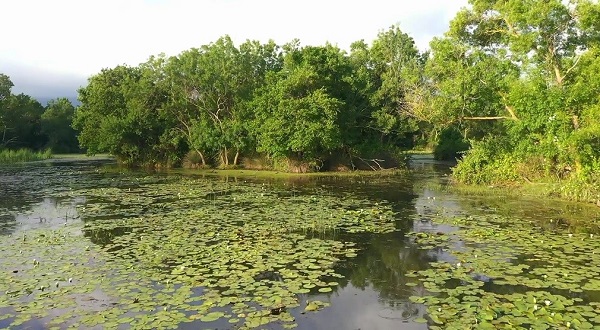 Foto - Longozda gün batımı bir başka güzel