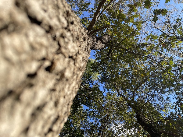 Foto - Longozlarda sonbahar başka güzel