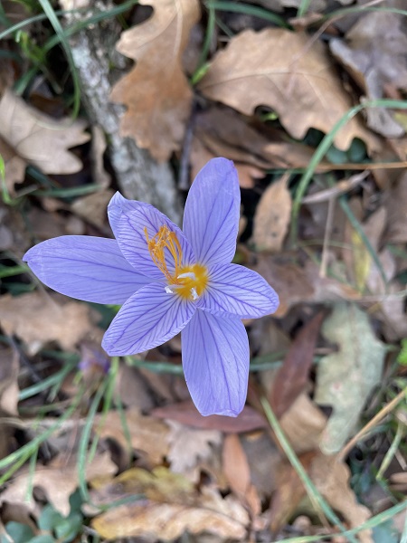 Foto - Longozlarda sonbahar başka güzel