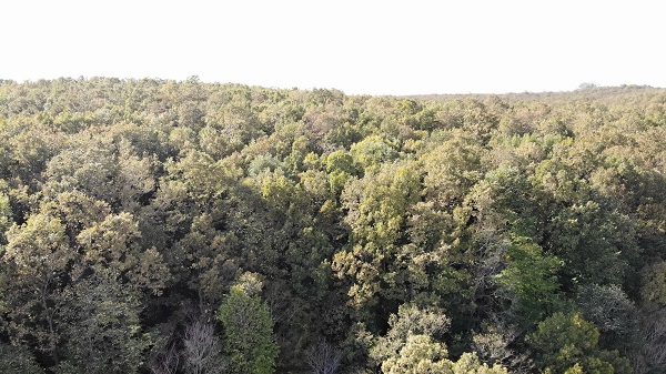 Foto - Longozlarda sonbahar başka güzel