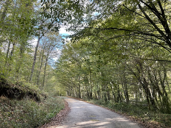 Foto - Longozlarda sonbahar başka güzel