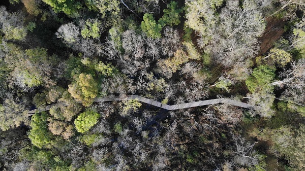 Foto - Longozlarda sonbahar başka güzel