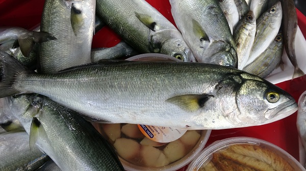 Foto - Lüferin fiyatı dudak uçuklattı