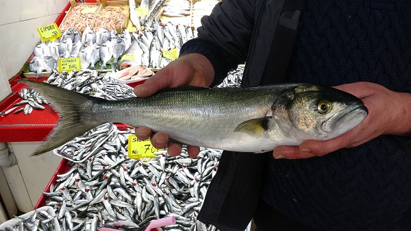 Foto - Lüferin fiyatı dudak uçuklattı
