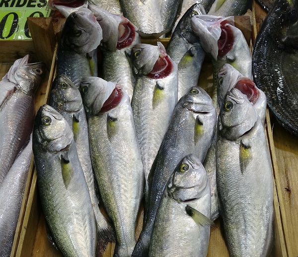 Lüferin fiyatı dudak uçuklattı