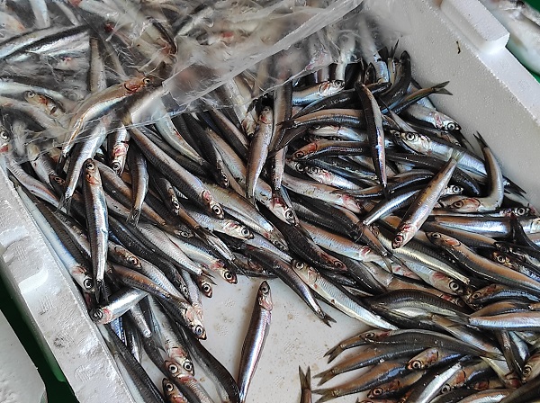 Lüferin fiyatı düştü! İşte güncel fiyatlar