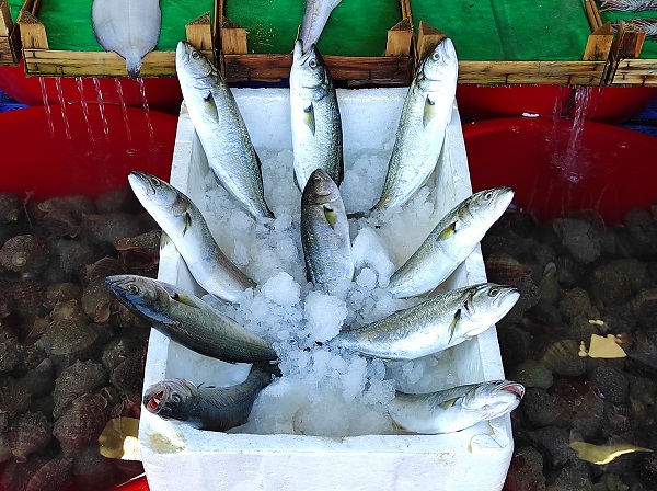 Foto - Lüferin fiyatı düştü! İşte güncel fiyatlar