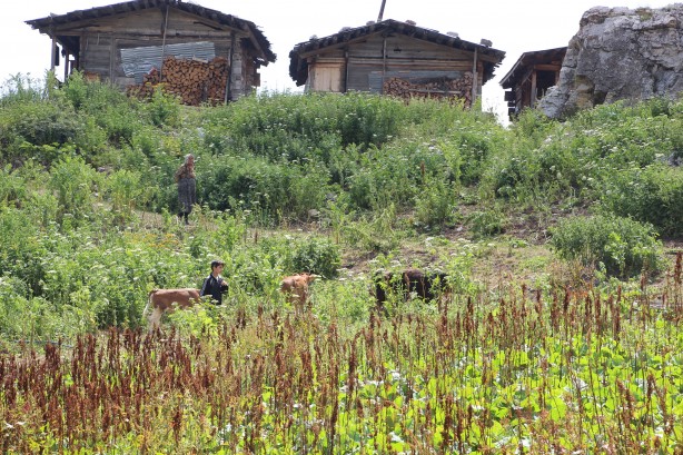 Foto - Macahel'in yaylalarına eşsiz yolculuk