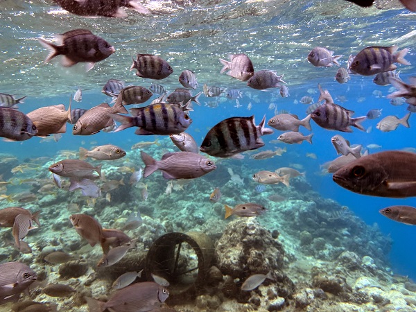 Foto - Macera kitaplarına ışınlandığınızı hayal edin! 