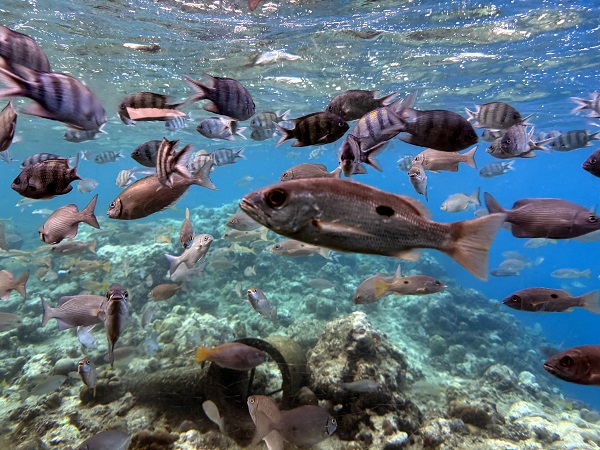 Macera kitaplarına ışınlandığınızı hayal edin! 