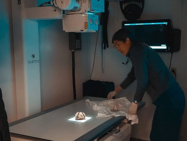 Foto - Madenci, toprağı kazdığında buldu! Yumak şeklindeydi! Hemen yukarı çıkardı! Gerçekten çok ilginç 