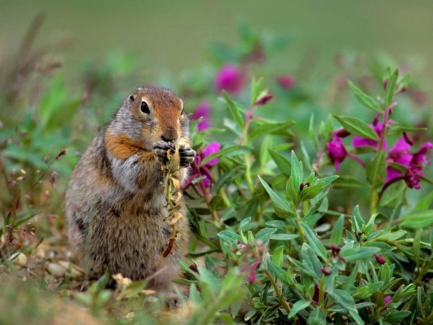 Foto - Madenci, toprağı kazdığında buldu! Yumak şeklindeydi! Hemen yukarı çıkardı! Gerçekten çok ilginç 