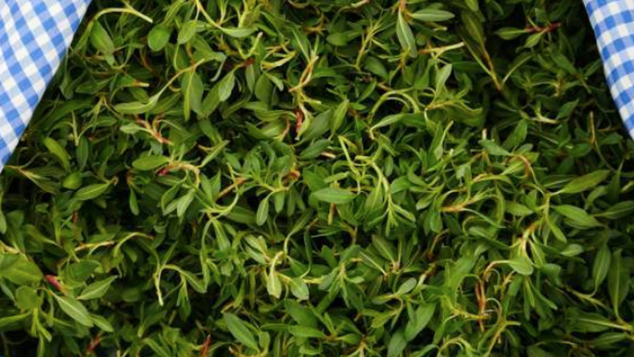 Madımak otu: Kalp, tansiyon hastalarına uzmanlar bunu öneriyor! 