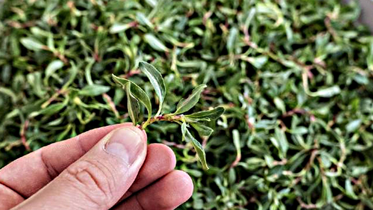 Foto - Madımak otu: Kalp, tansiyon hastalarına uzmanlar bunu öneriyor! 