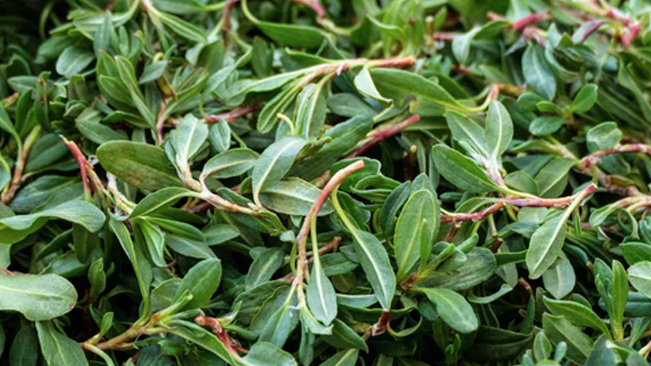 Foto - Madımak otu: Kalp, tansiyon hastalarına uzmanlar bunu öneriyor! 