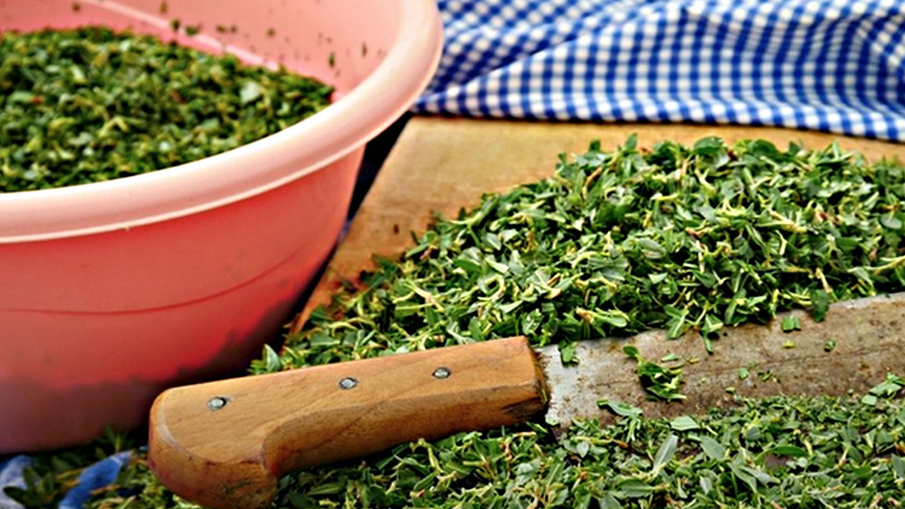 Foto - Madımak otu: Kalp, tansiyon hastalarına uzmanlar bunu öneriyor! 