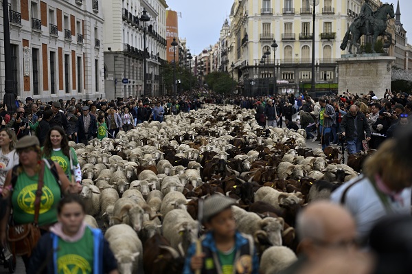 Foto - Madrid'de ilginç olay! Bu koyunların şehirde ne işi var? 